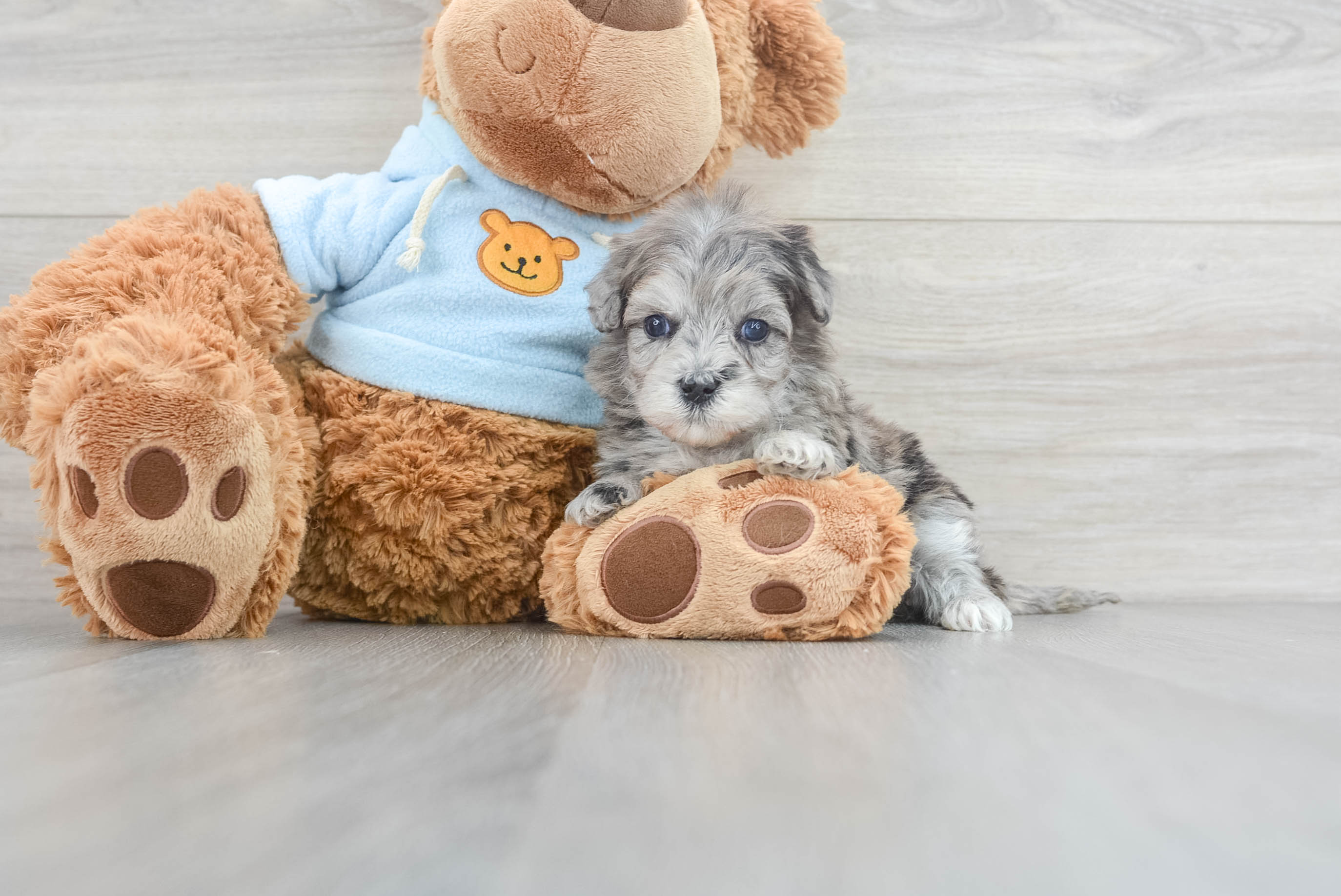 Best Maltipoo Baby