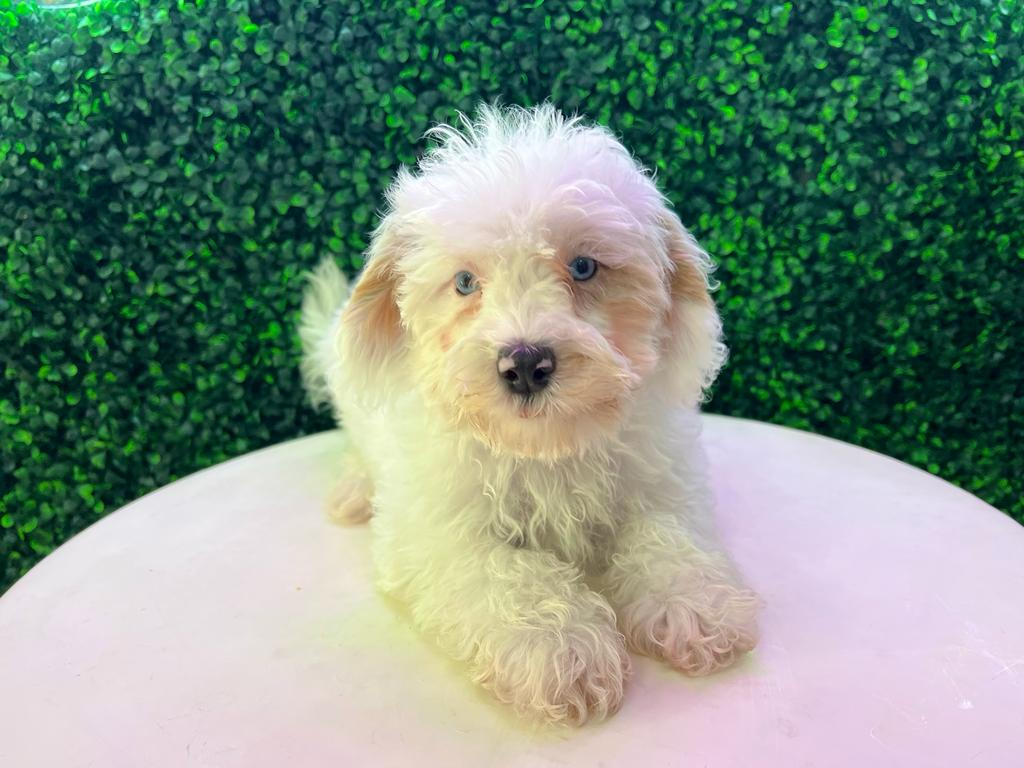Best Maltipoo Baby