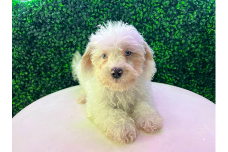 Meet Zach - our Maltipoo Puppy Photo 1/4 - Puppy Love PR Best Maltipoo Baby
