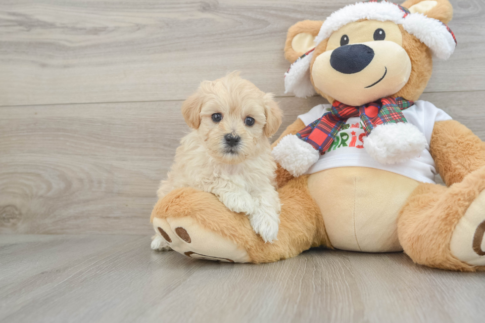 Maltipoo Puppy for Adoption