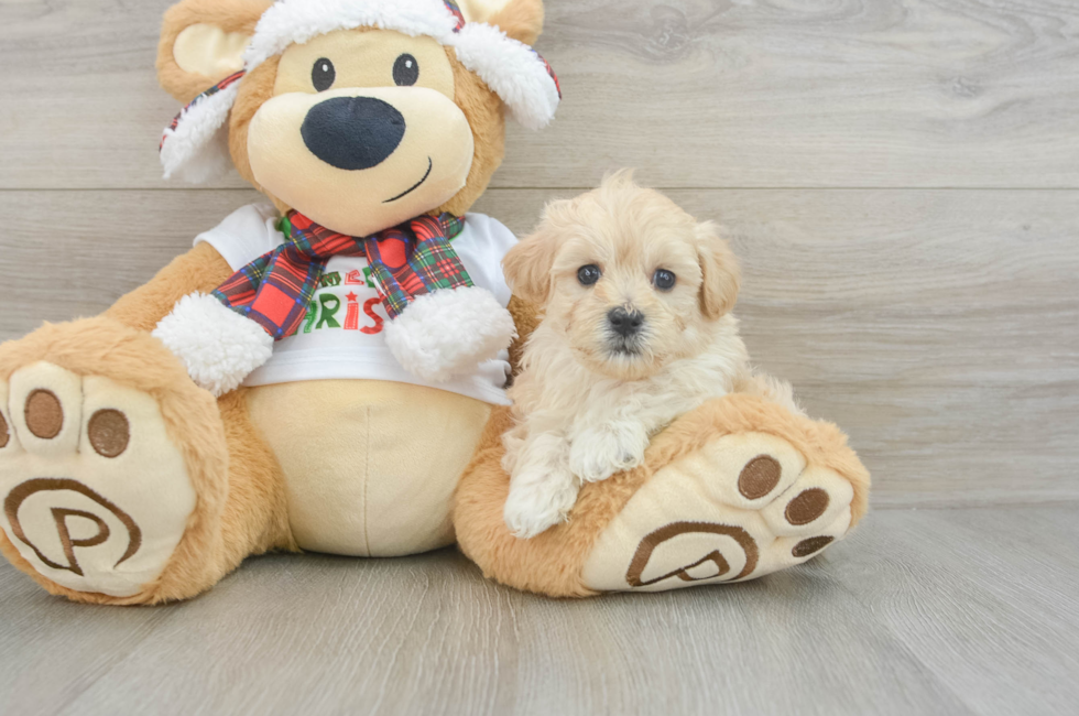 5 week old Maltipoo Puppy For Sale - Puppy Love PR