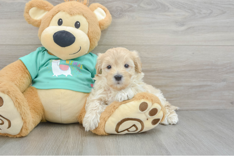 Meet Zach - our Maltipoo Puppy Photo 1/3 - Puppy Love PR Best Maltipoo Baby