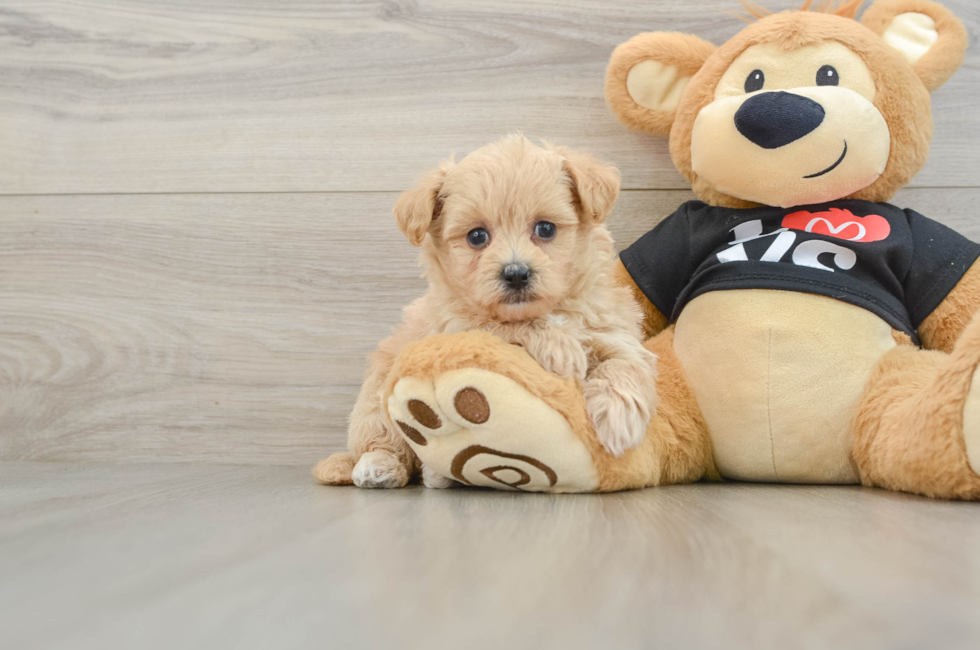 5 week old Maltipoo Puppy For Sale - Puppy Love PR