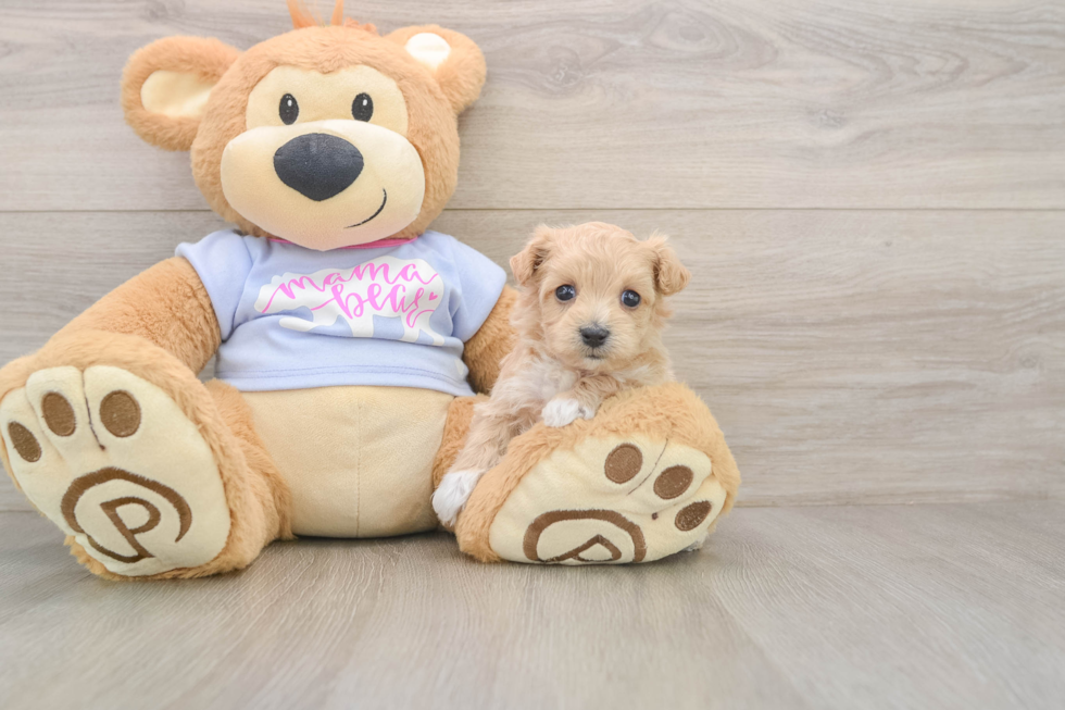 Smart Maltipoo Poodle Mix Pup