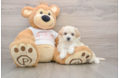 Small Maltipoo Baby