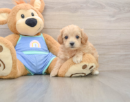 7 week old Maltipoo Puppy For Sale - Puppy Love PR