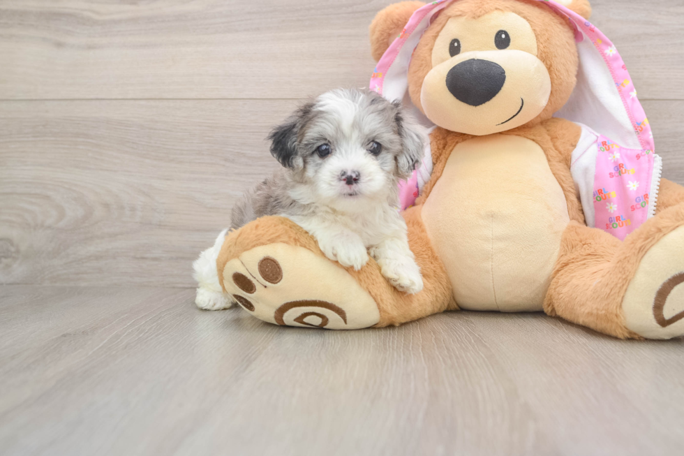 Energetic Maltepoo Poodle Mix Puppy