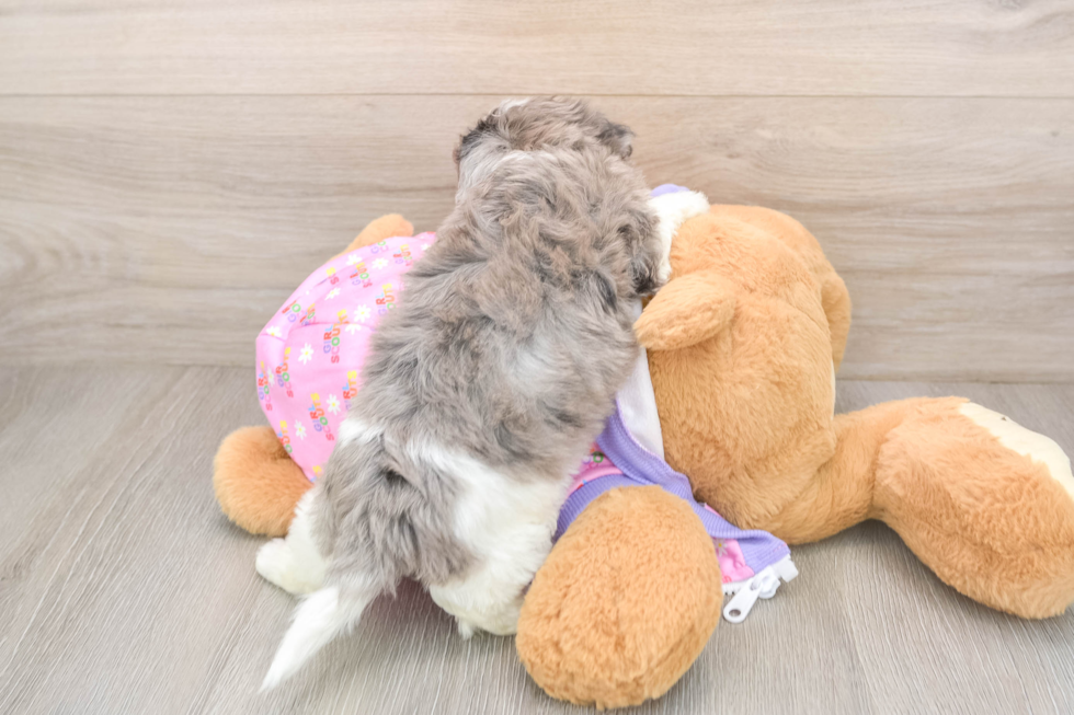Hypoallergenic Malt Oodle Poodle Mix Puppy