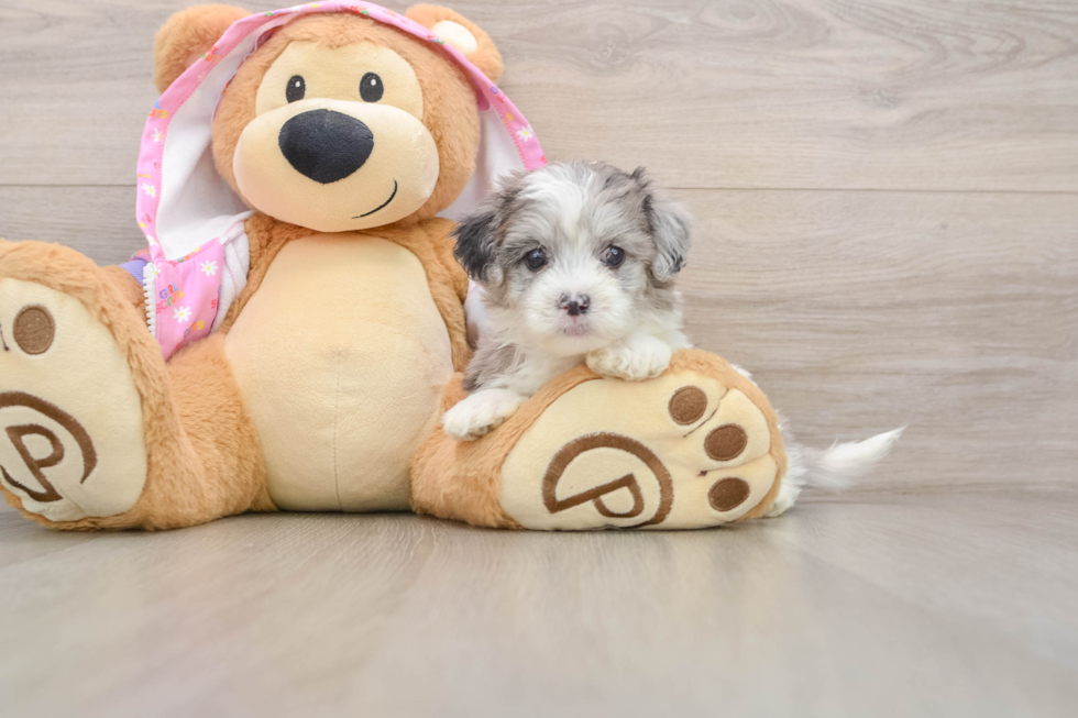 Petite Maltipoo Poodle Mix Pup
