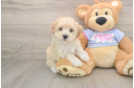 Popular Maltipoo Poodle Mix Pup