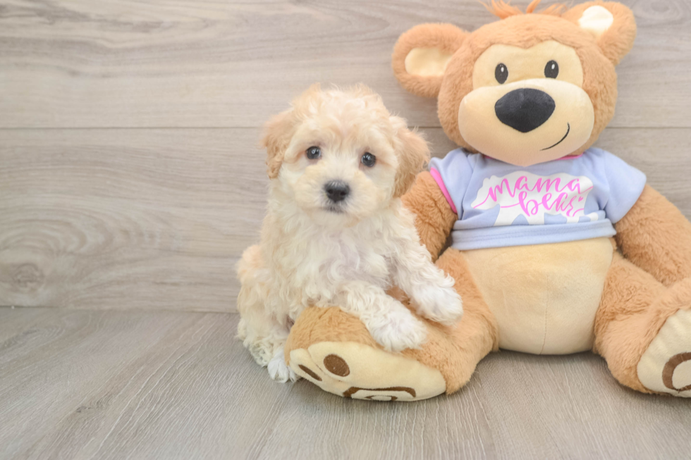 Popular Maltipoo Poodle Mix Pup