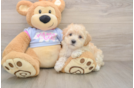 Smart Maltipoo Poodle Mix Pup