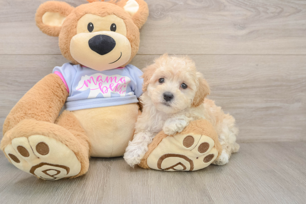 Smart Maltipoo Poodle Mix Pup