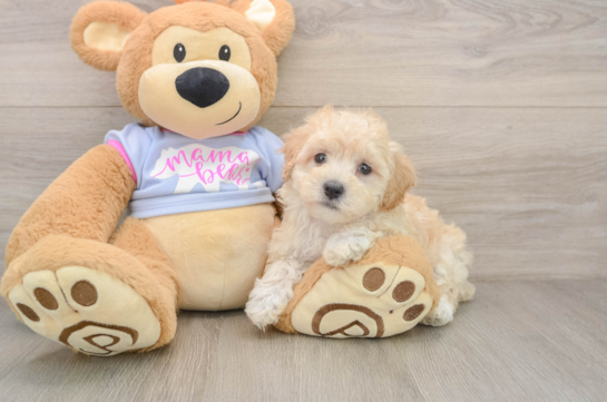Smart Maltipoo Poodle Mix Pup