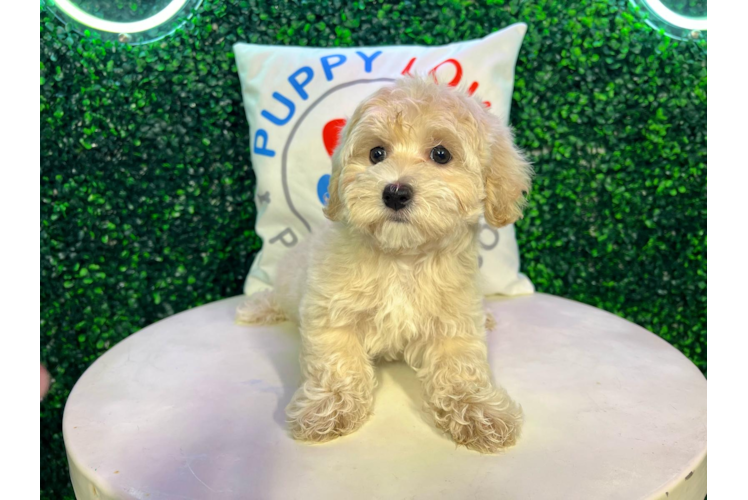 Meet Zeina - our Maltipoo Puppy Photo 1/4 - Puppy Love PR Cute Maltipoo Baby