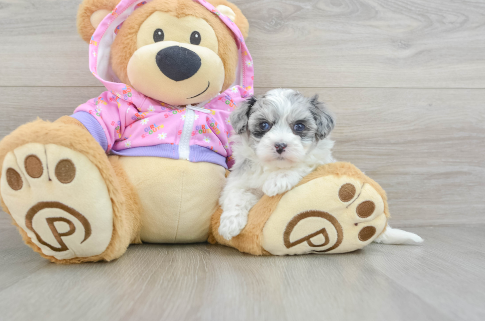 7 week old Maltipoo Puppy For Sale - Puppy Love PR