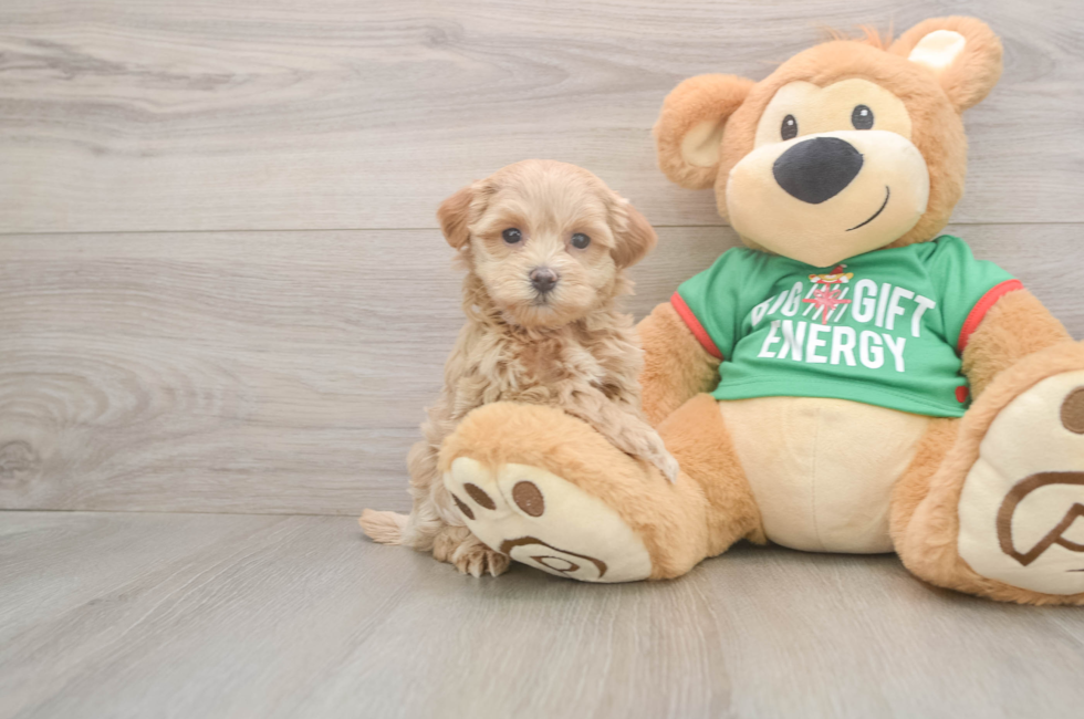 6 week old Maltipoo Puppy For Sale - Puppy Love PR