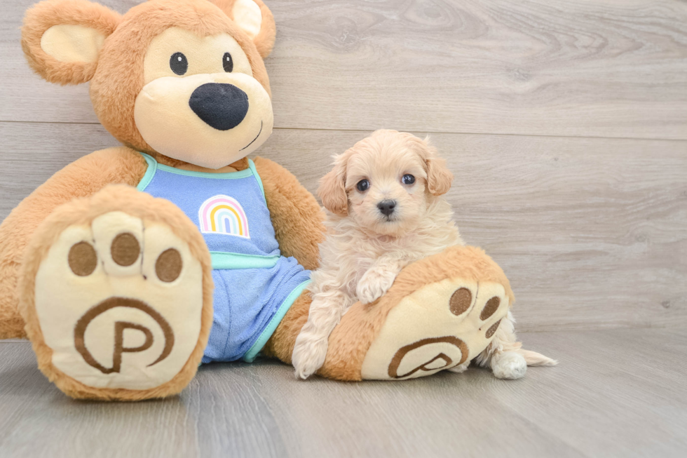 Energetic Moodle Poodle Mix Puppy