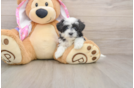Maltipoo Pup Being Cute