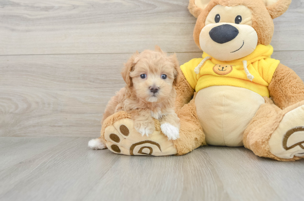 6 week old Maltipoo Puppy For Sale - Puppy Love PR