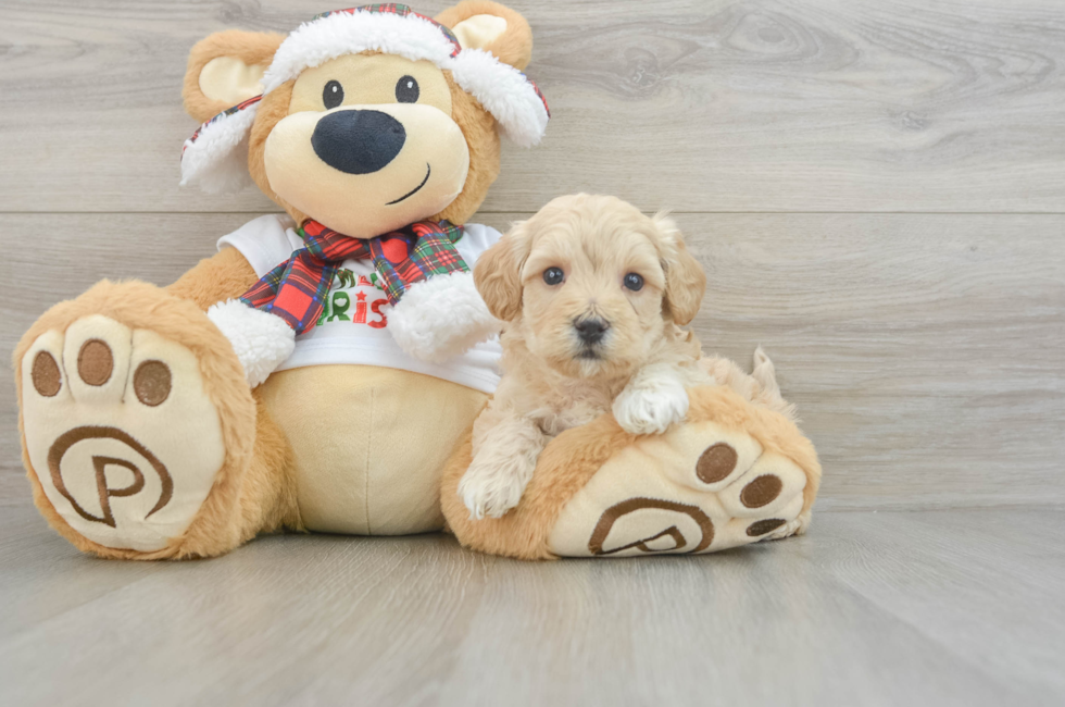 5 week old Maltipoo Puppy For Sale - Puppy Love PR