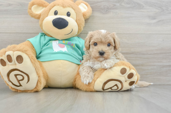 Maltipoo Pup Being Cute