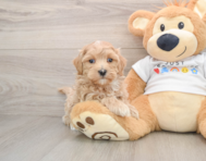 9 week old Maltipoo Puppy For Sale - Puppy Love PR