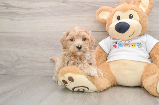 Maltipoo Puppy for Adoption