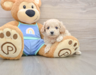9 week old Maltipoo Puppy For Sale - Puppy Love PR