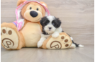 Sweet Maltipoo Baby