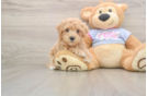 Maltipoo Puppy for Adoption