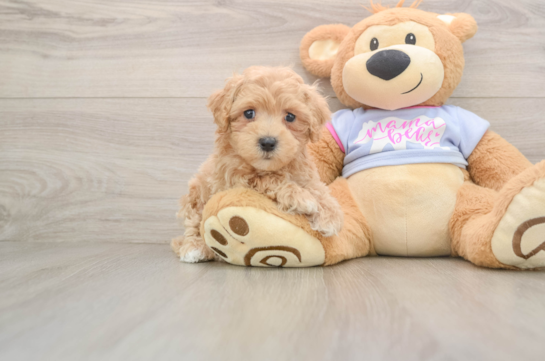 Maltipoo Puppy for Adoption