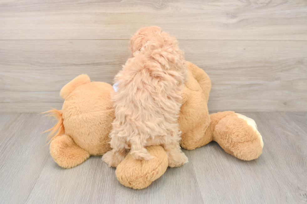 Small Maltipoo Baby