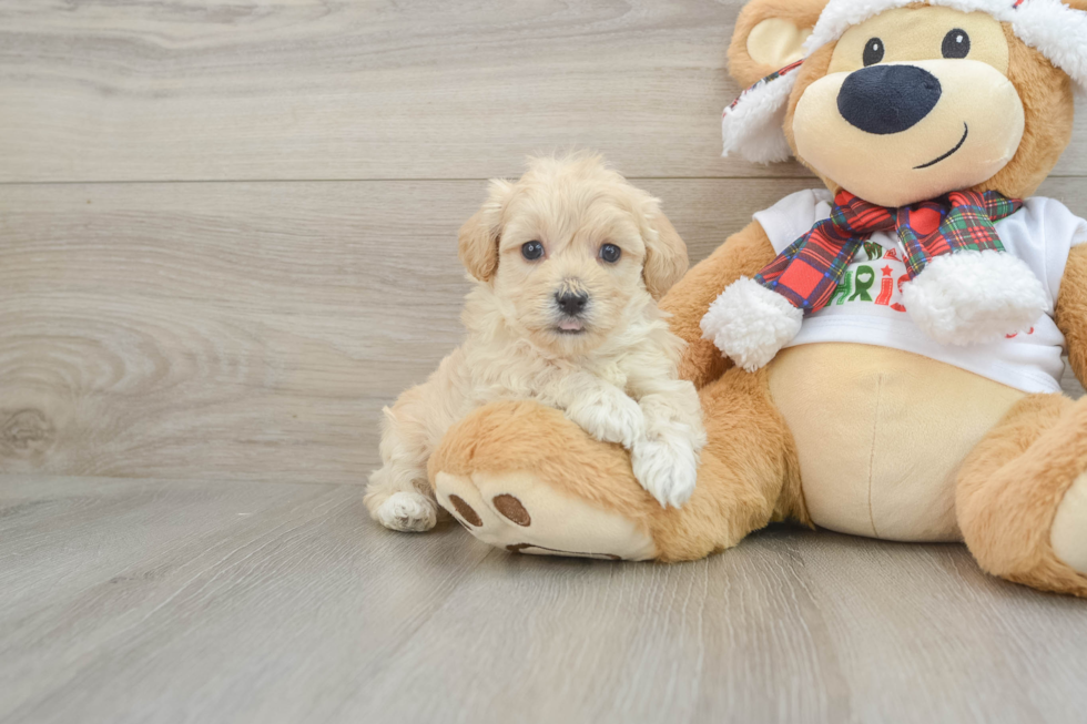 Funny Maltipoo Poodle Mix Pup