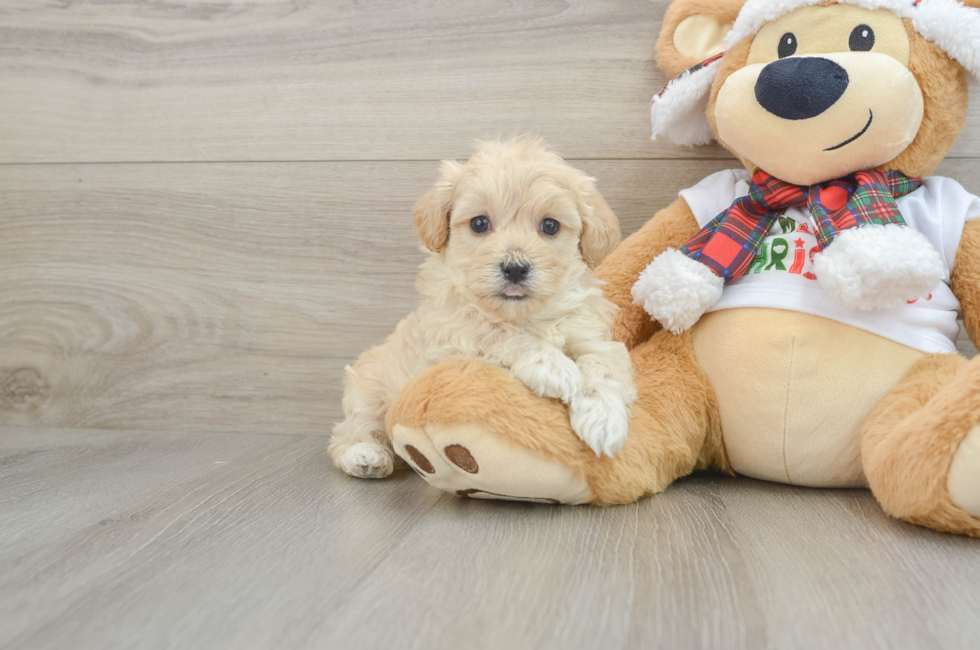 5 week old Maltipoo Puppy For Sale - Puppy Love PR