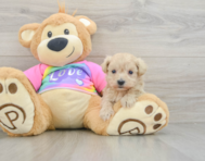 8 week old Maltipoo Puppy For Sale - Puppy Love PR