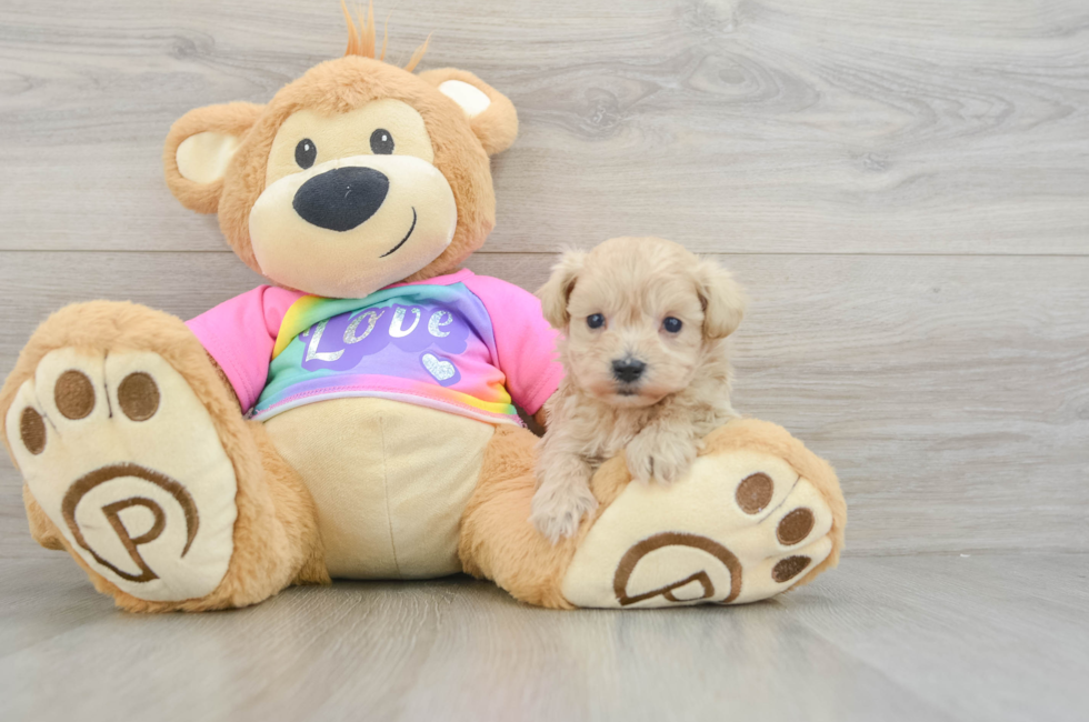 8 week old Maltipoo Puppy For Sale - Puppy Love PR