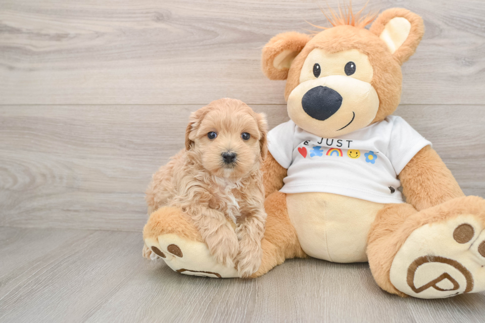 Friendly Maltipoo Baby