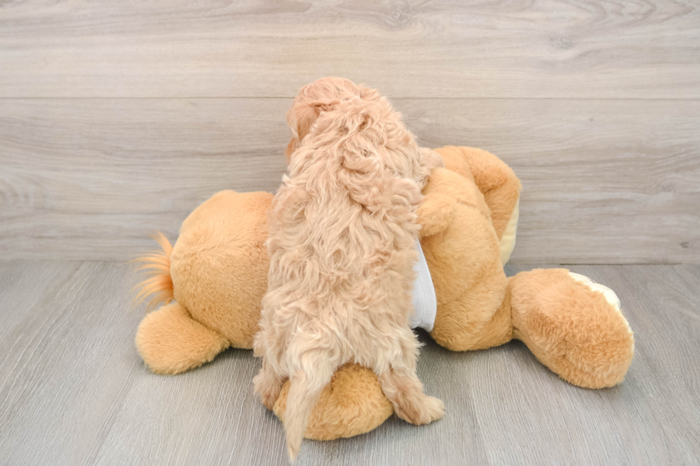 Maltipoo Puppy for Adoption