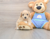 9 week old Maltipoo Puppy For Sale - Puppy Love PR