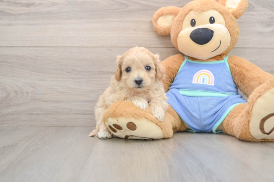 Happy Maltipoo Baby