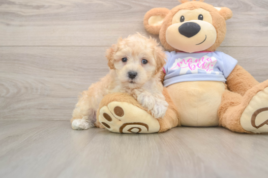 Smart Maltipoo Poodle Mix Pup