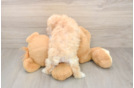 Maltipoo Puppy for Adoption