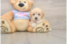 Best Maltipoo Baby