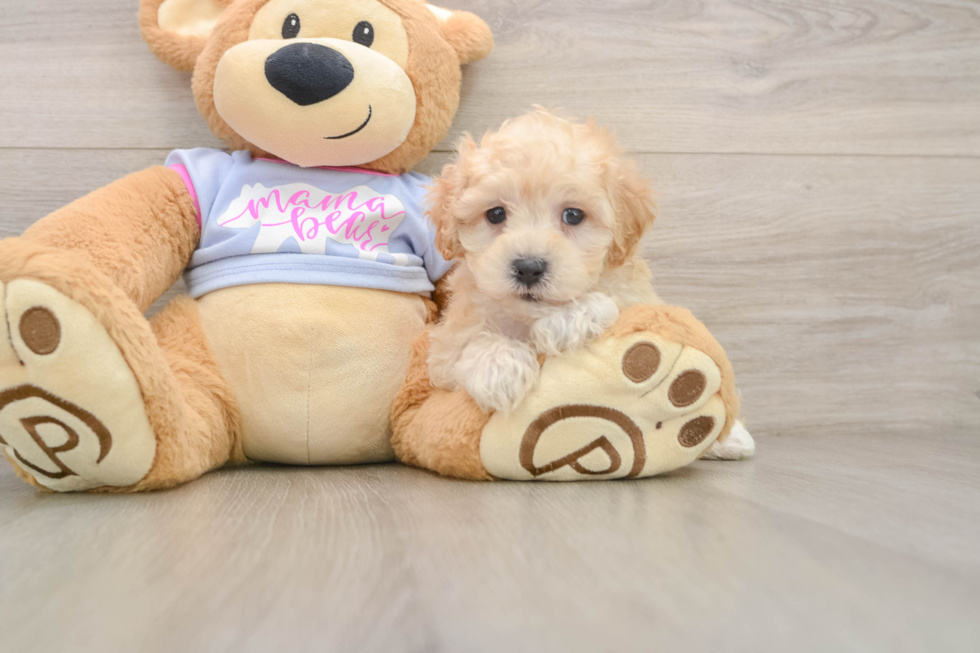 Best Maltipoo Baby