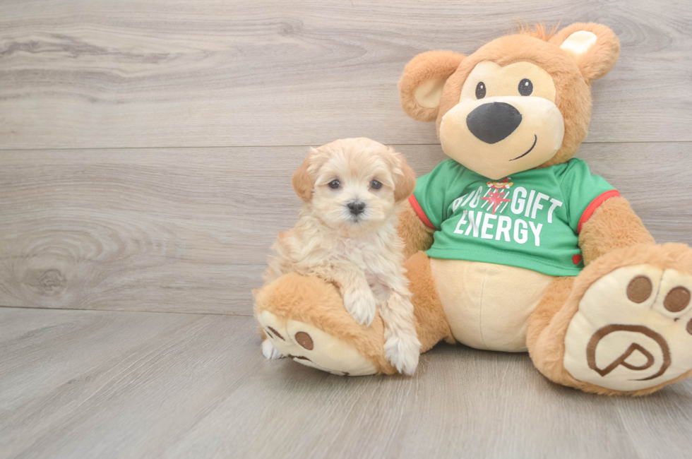 6 week old Maltipoo Puppy For Sale - Puppy Love PR