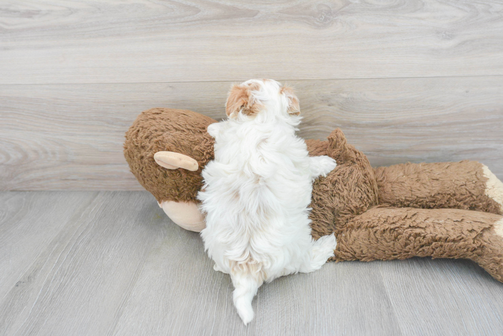 Best Maltipoo Baby