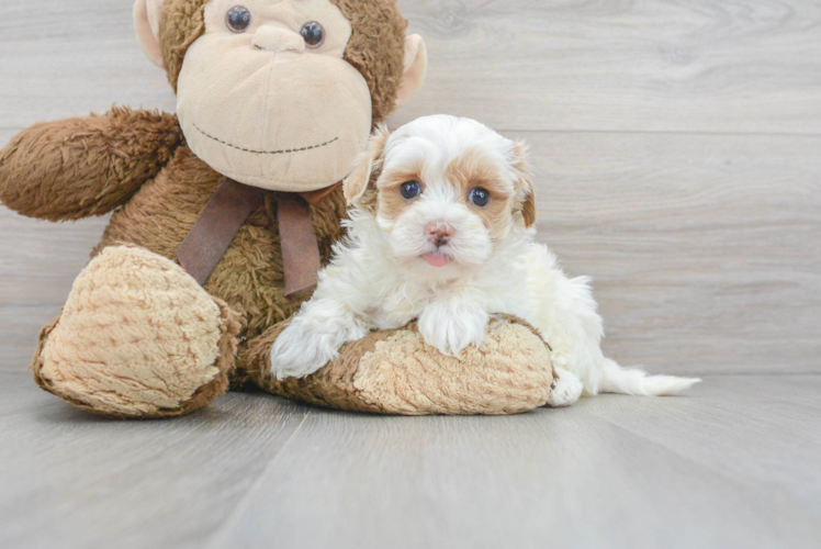 Popular Maltipoo Poodle Mix Pup