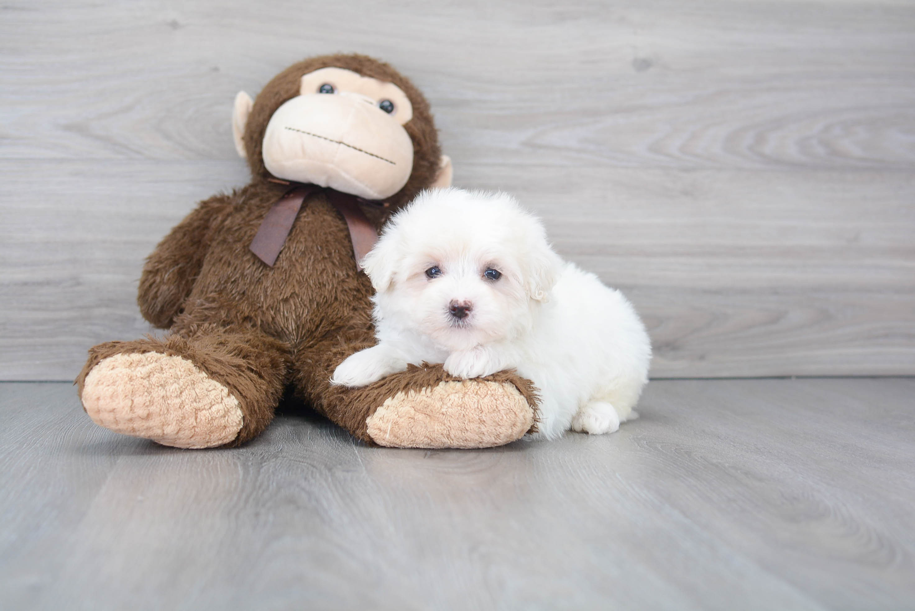 Cute Maltipoo Baby