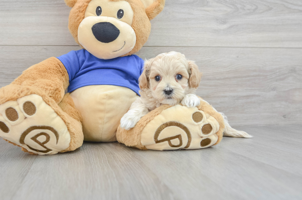 6 week old Maltipoo Puppy For Sale - Puppy Love PR